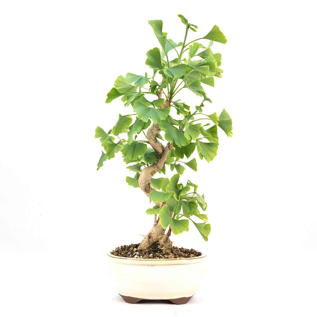 Ginkgo biloba 'Fächerblattbaum'
