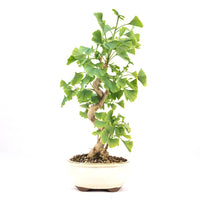 Ginkgo biloba 'Fächerblattbaum'