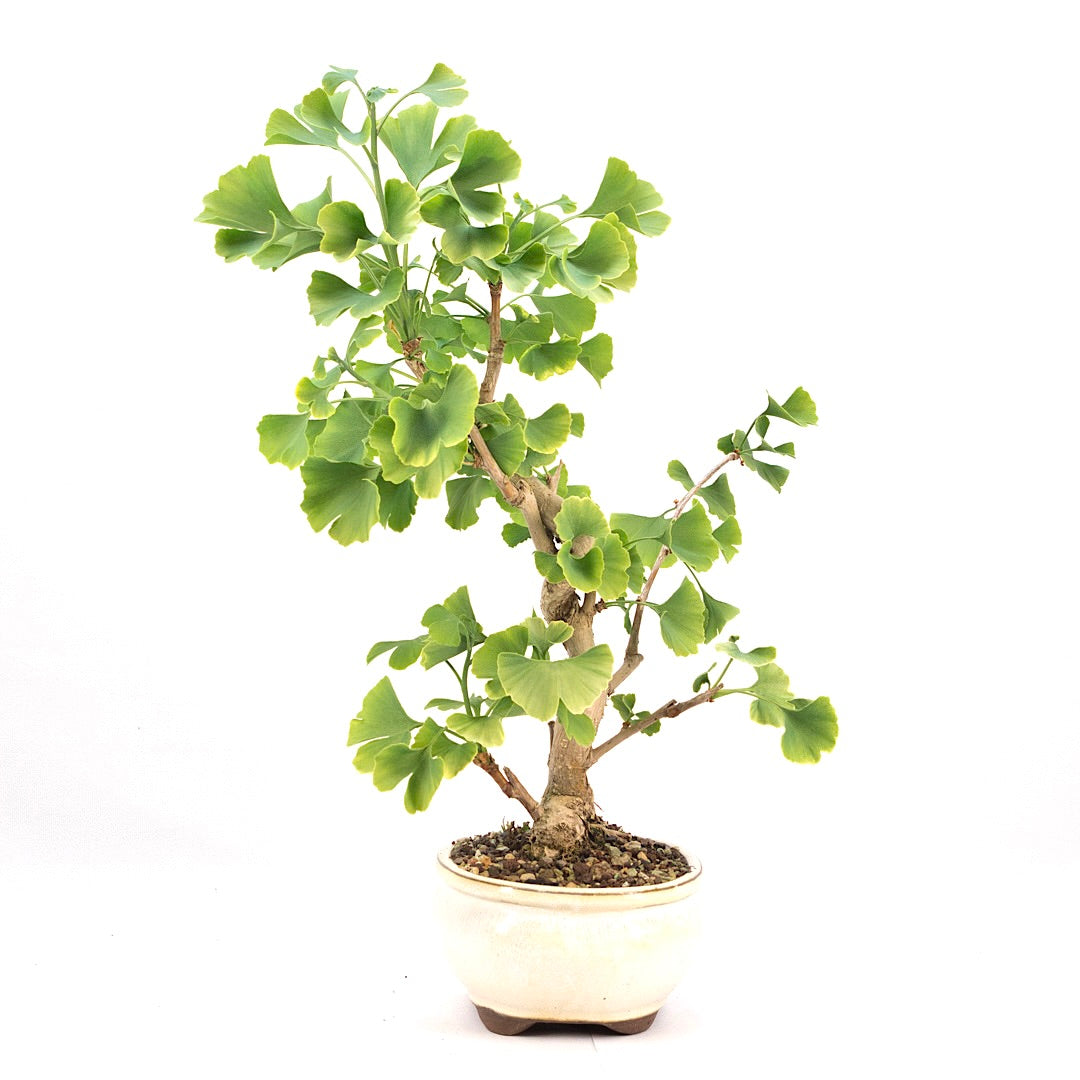 Ginkgo biloba 'Fächerblattbaum'