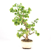 Ginkgo biloba 'Fächerblattbaum'