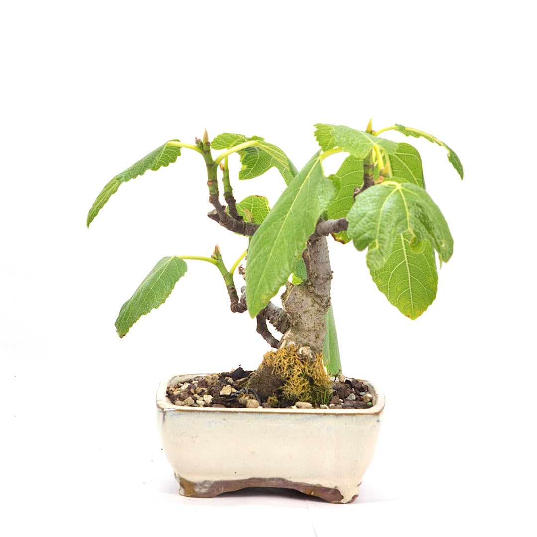 Essfeige 'Ficus carica'