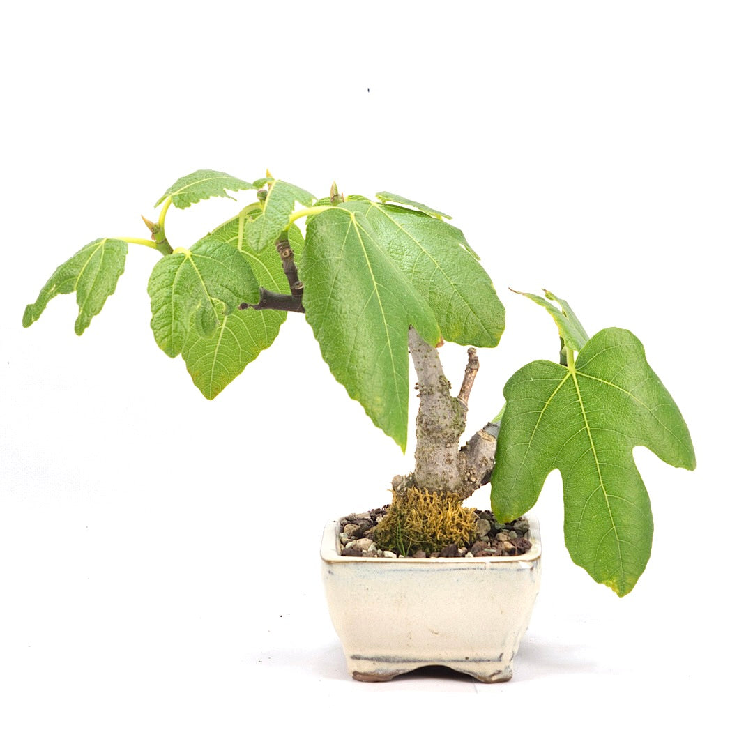 Essfeige 'Ficus carica'