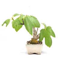 Essfeige 'Ficus carica'