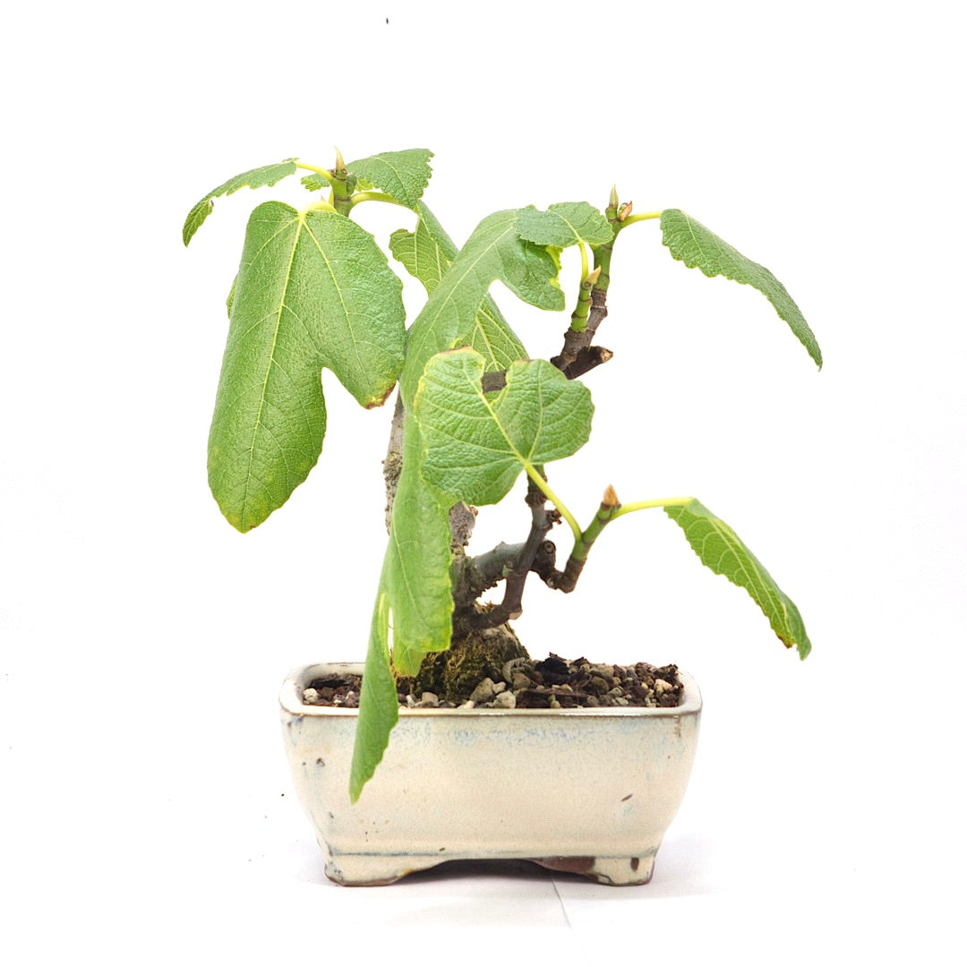 Essfeige 'Ficus carica'