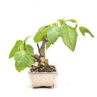 Essfeige 'Ficus carica'