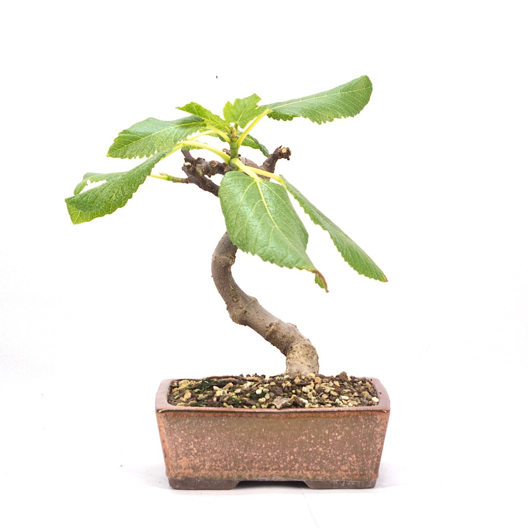 Essfeige 'Ficus carica'