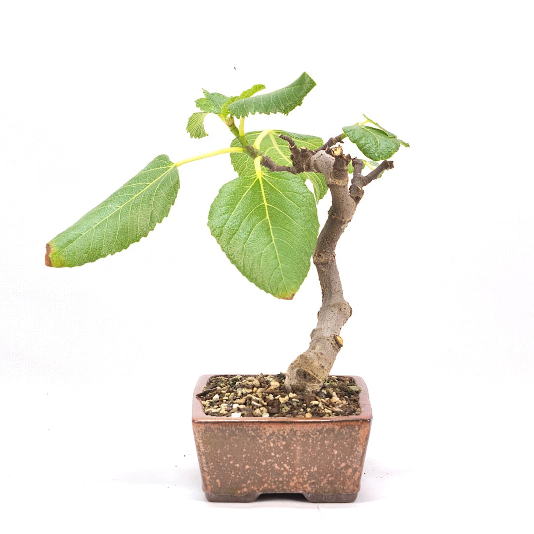 Essfeige 'Ficus carica'