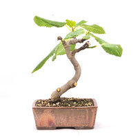 Essfeige 'Ficus carica'