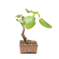 Essfeige 'Ficus carica'