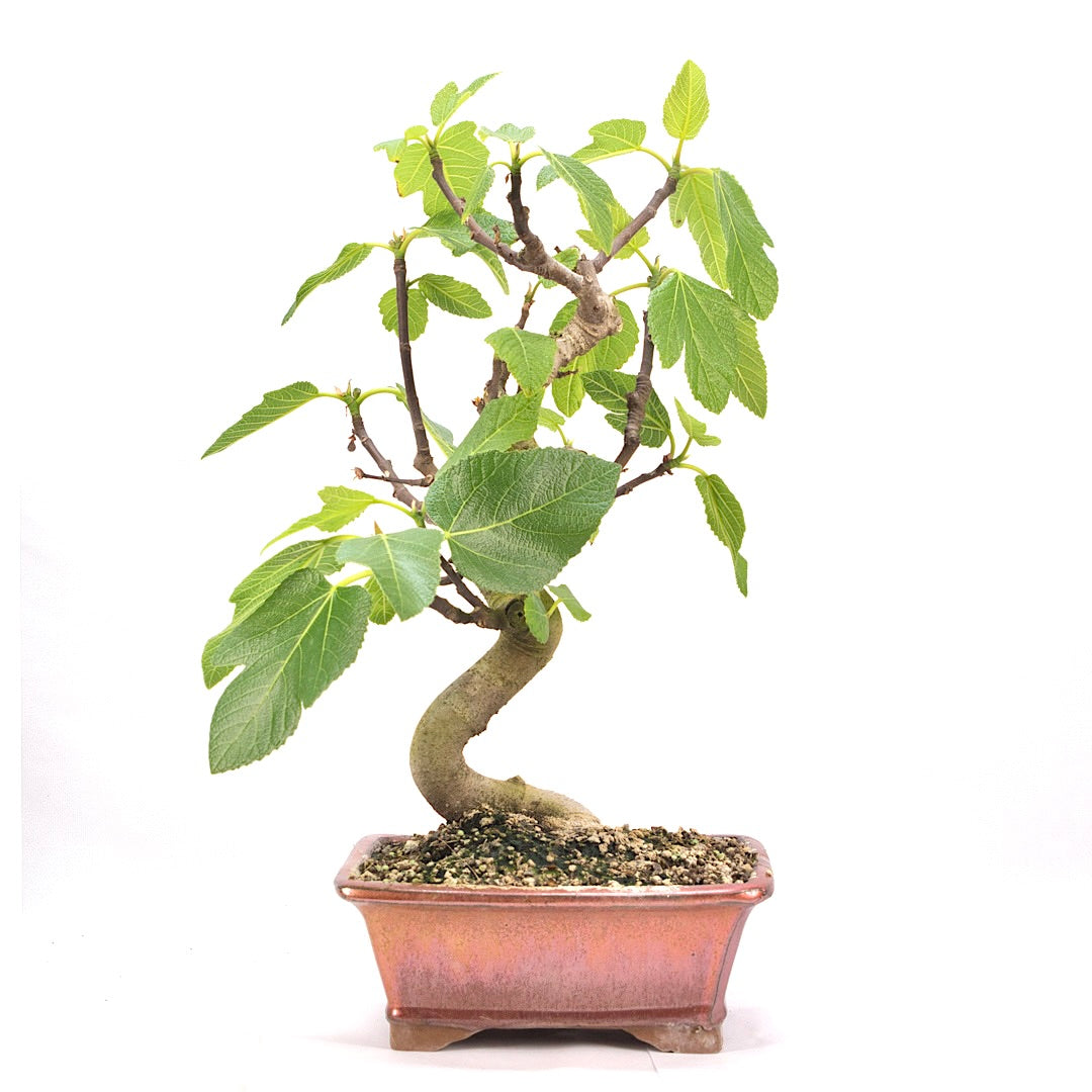 Essfeige 'Ficus carica'