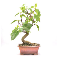 Essfeige 'Ficus carica'