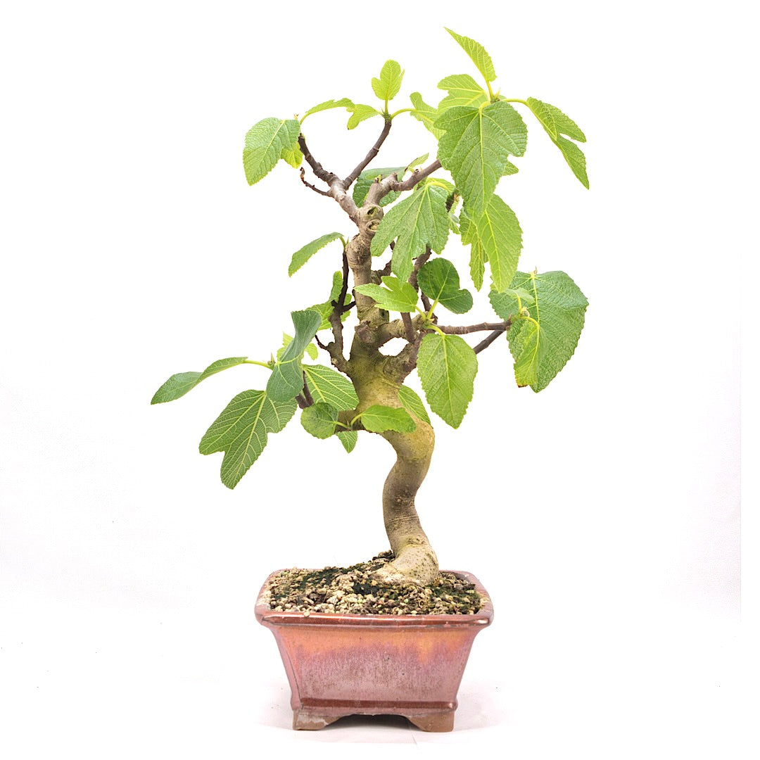 Essfeige 'Ficus carica'