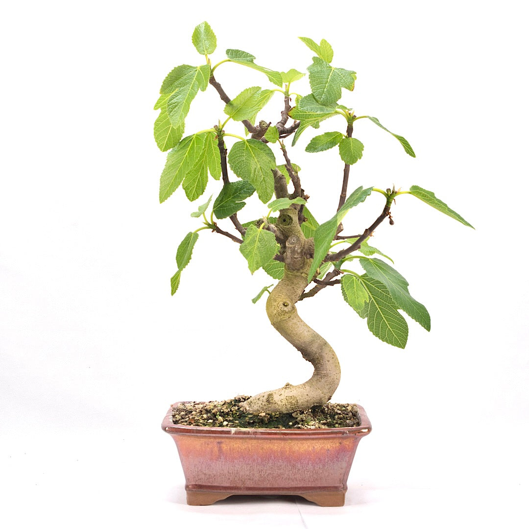 Essfeige 'Ficus carica'