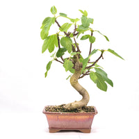 Essfeige 'Ficus carica'