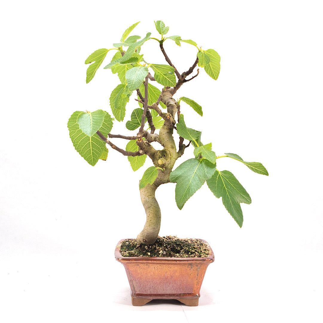 Essfeige 'Ficus carica'