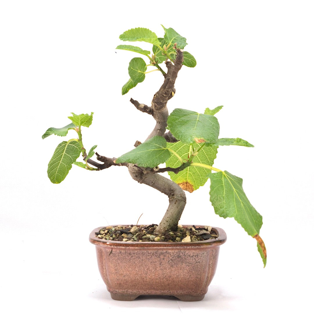 Essfeige 'Ficus carica'
