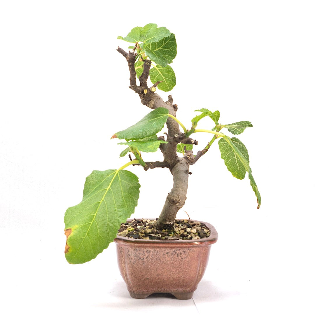 Essfeige 'Ficus carica'