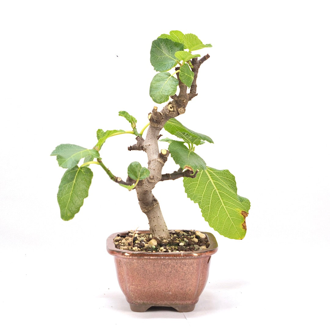Essfeige 'Ficus carica'