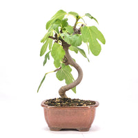 Essfeige 'Ficus carica'