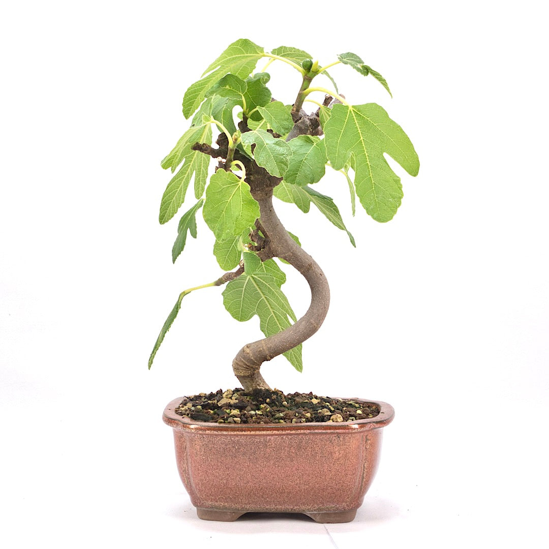 Essfeige 'Ficus carica'