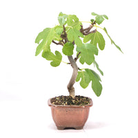 Essfeige 'Ficus carica'