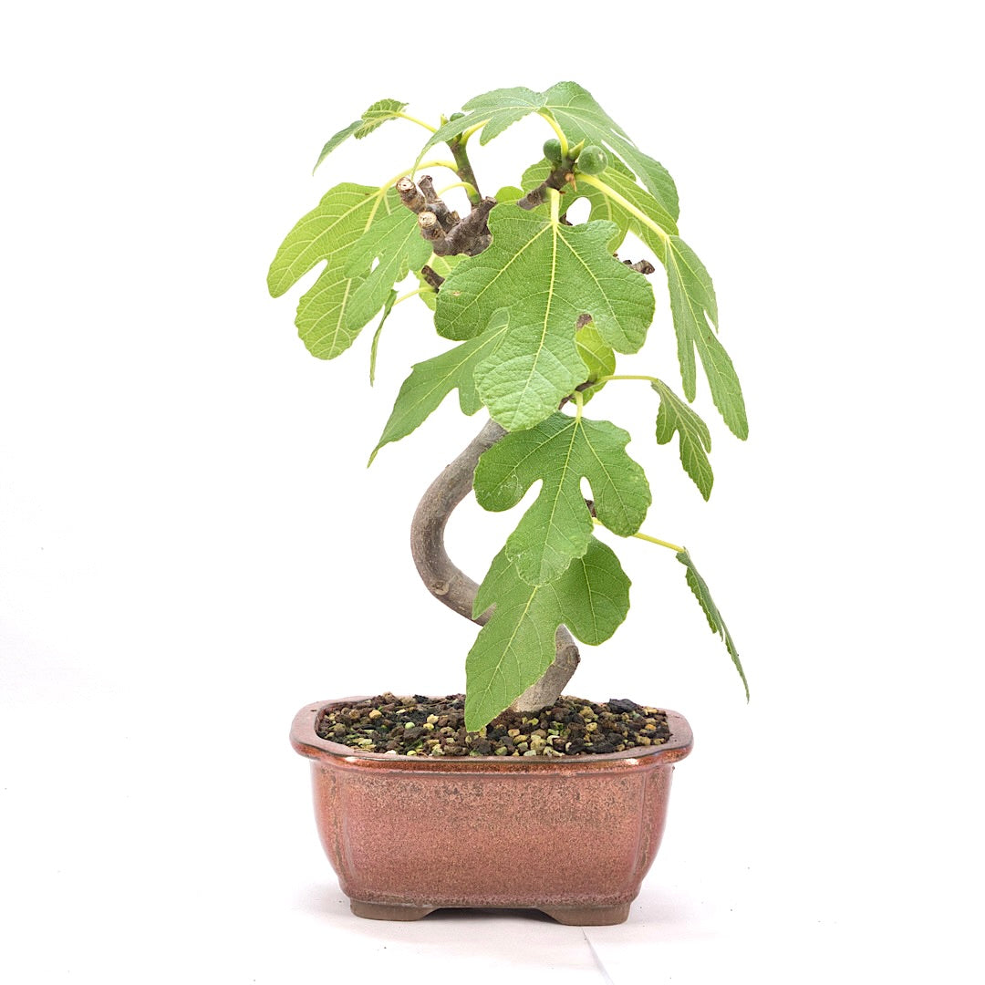 Essfeige 'Ficus carica'
