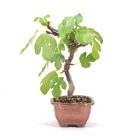 Essfeige 'Ficus carica'