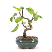 Essfeige 'Ficus carica'