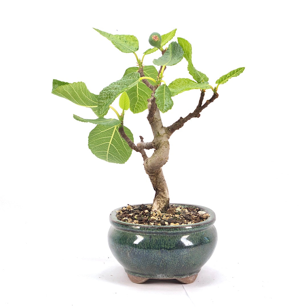 Essfeige 'Ficus carica'
