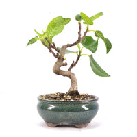 Essfeige 'Ficus carica'