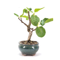 Essfeige 'Ficus carica'