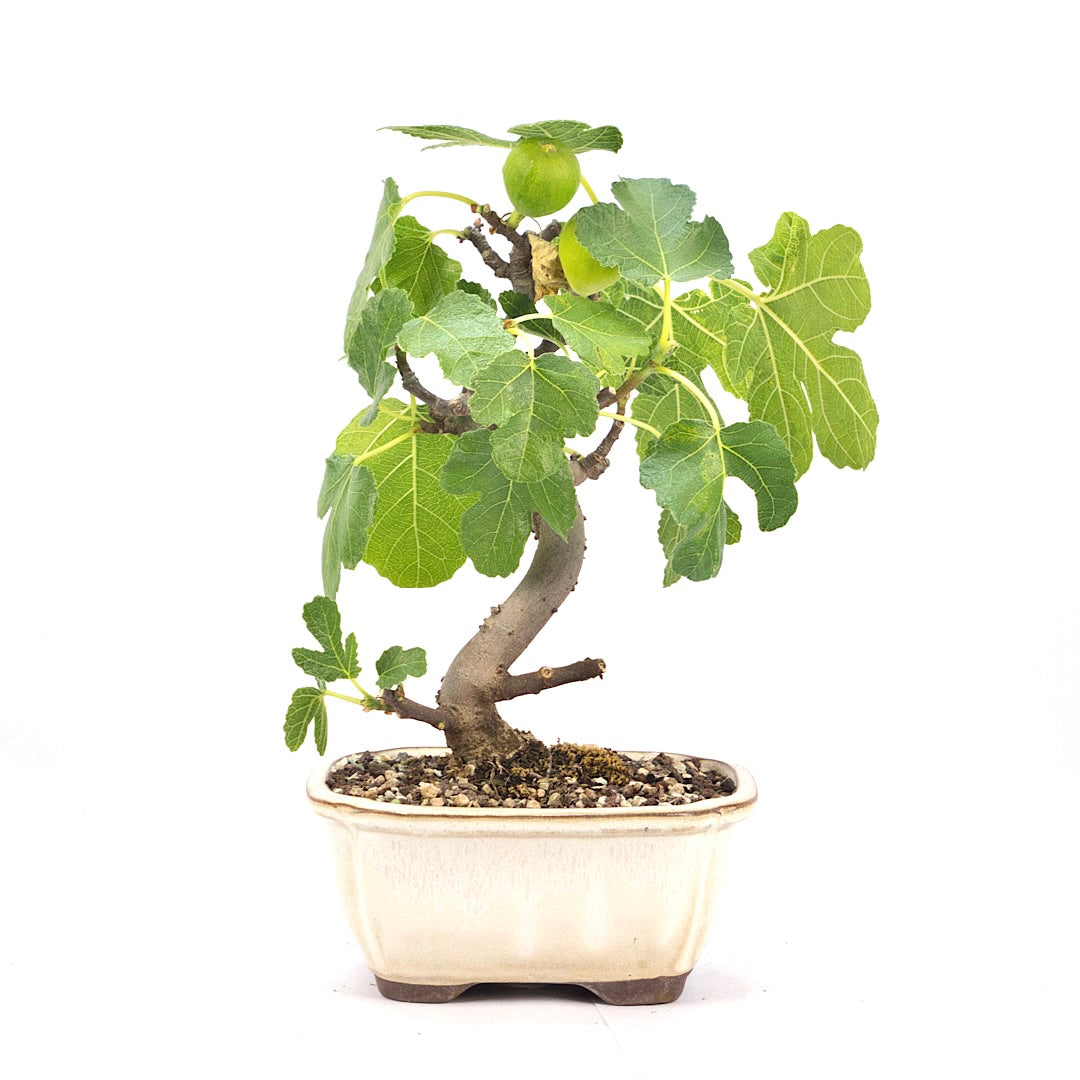 Essfeige 'Ficus carica'