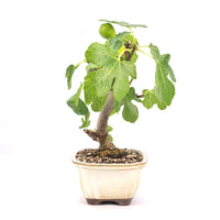 Essfeige 'Ficus carica'