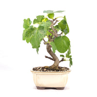 Essfeige 'Ficus carica'