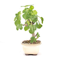 Essfeige 'Ficus carica'