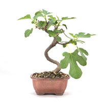 Essfeige 'Ficus carica'
