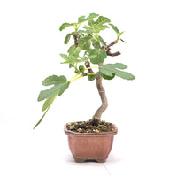Essfeige 'Ficus carica'