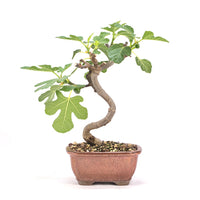 Essfeige 'Ficus carica'