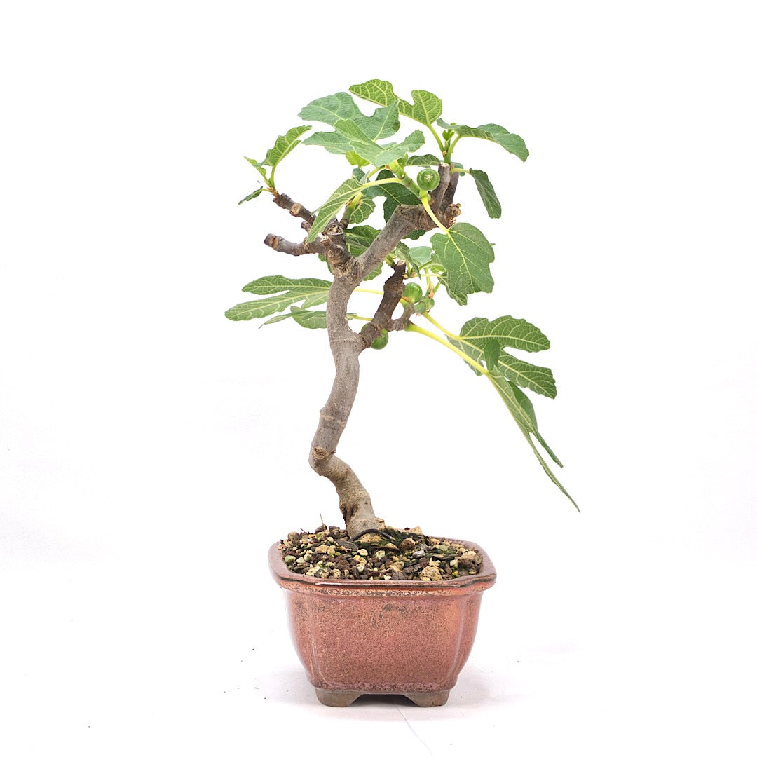 Essfeige 'Ficus carica'