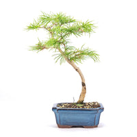 Goldlärche 'Pseudolarix amabilis'
