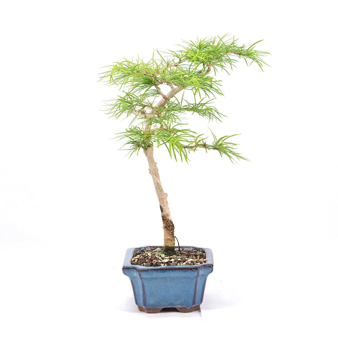 Goldlärche 'Pseudolarix amabilis'