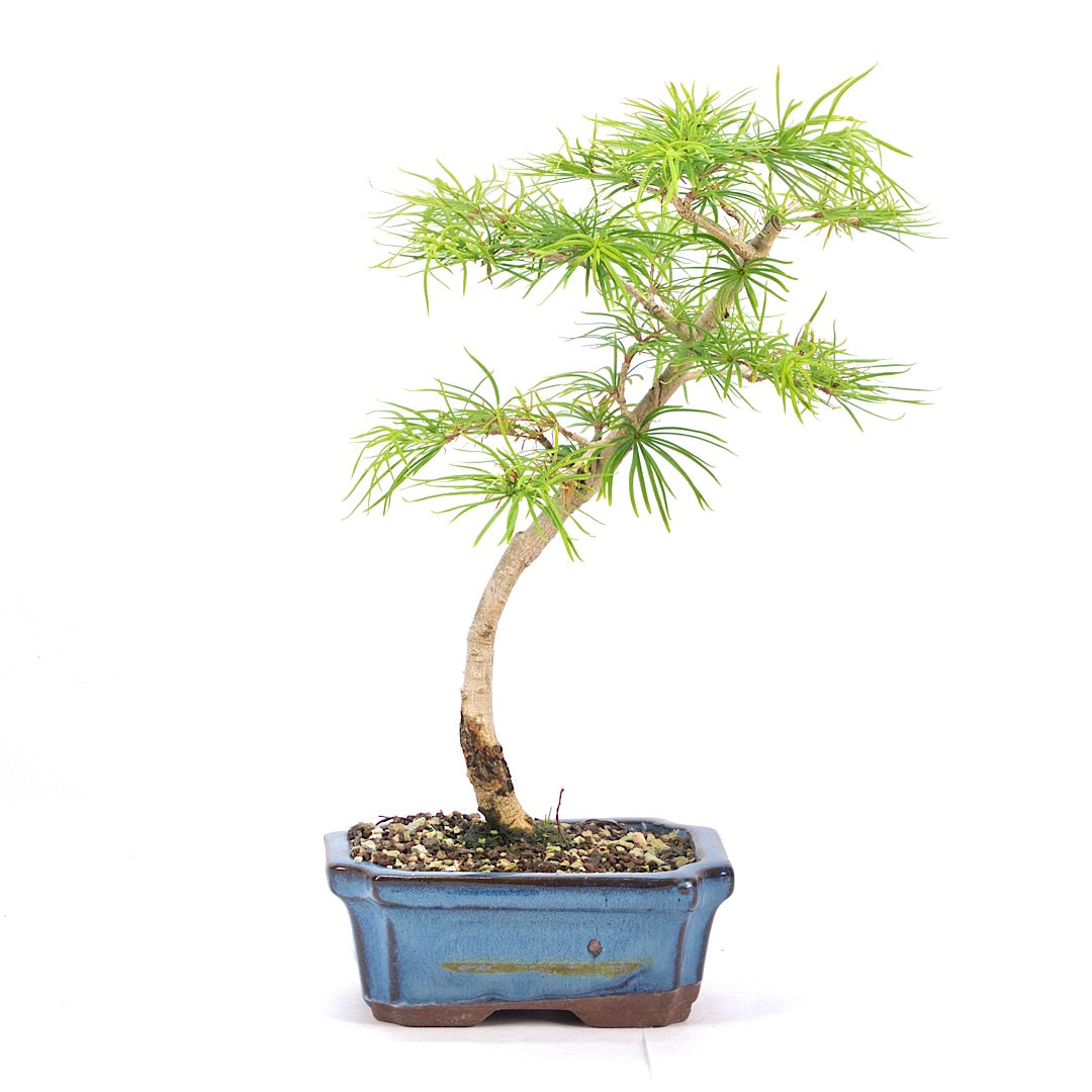 Goldlärche 'Pseudolarix amabilis'