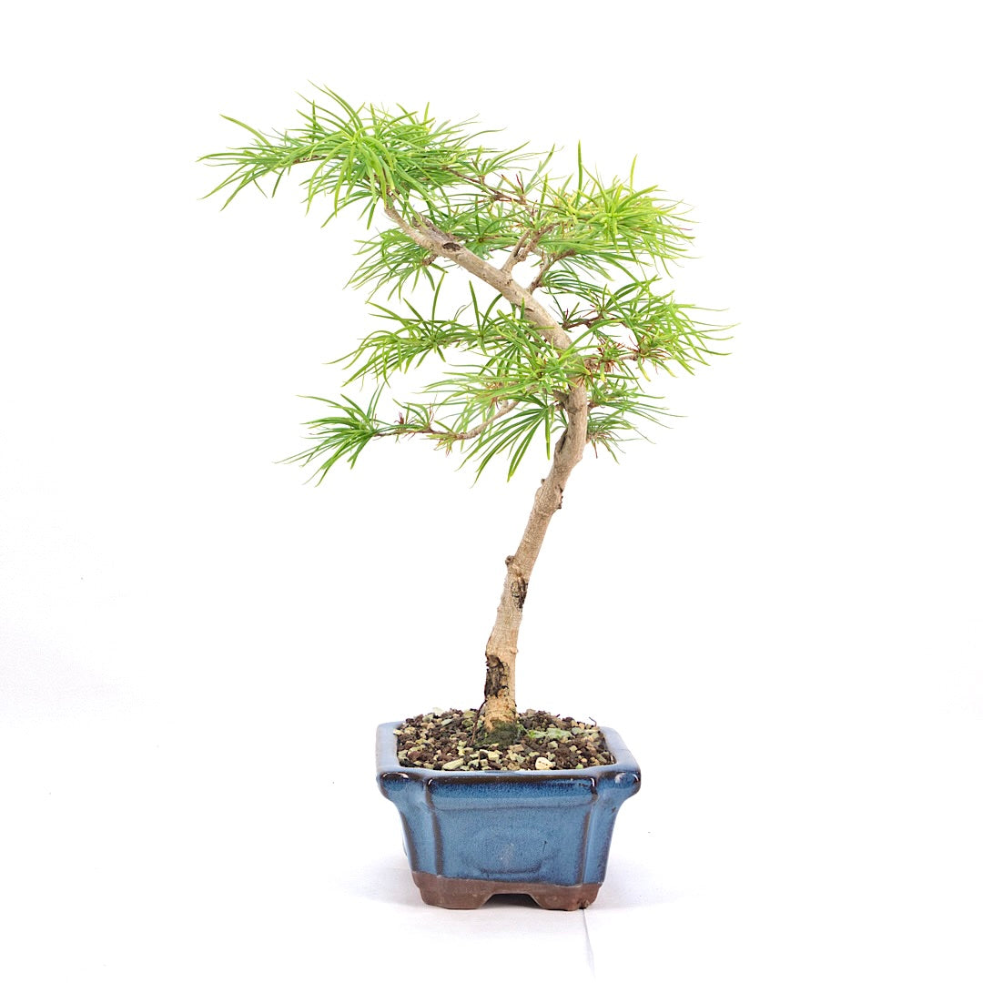 Goldlärche 'Pseudolarix amabilis'