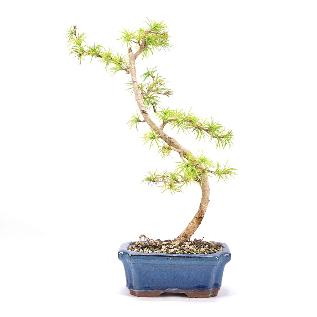 Goldlärche 'Pseudolarix amabilis'