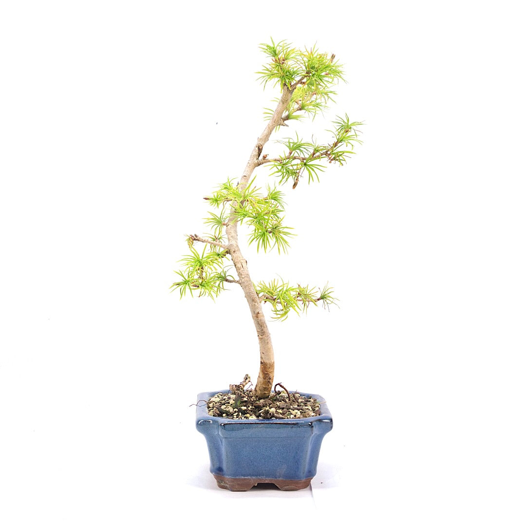 Goldlärche 'Pseudolarix amabilis'