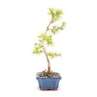 Goldlärche 'Pseudolarix amabilis'