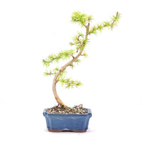 Goldlärche 'Pseudolarix amabilis'