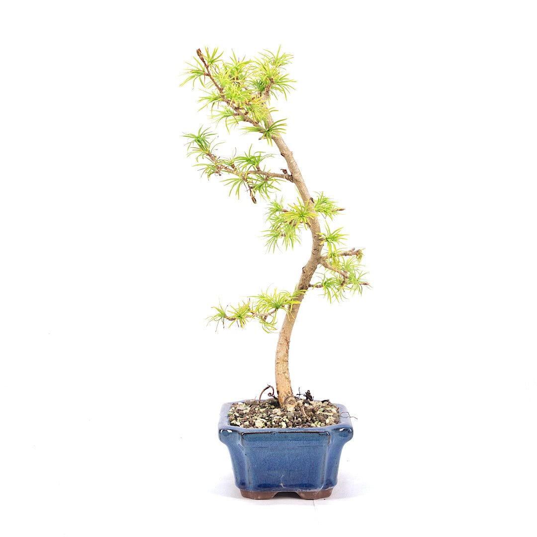 Goldlärche 'Pseudolarix amabilis'