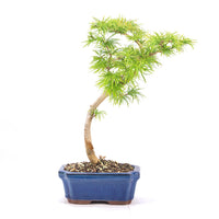 Goldlärche 'Pseudolarix amabilis'
