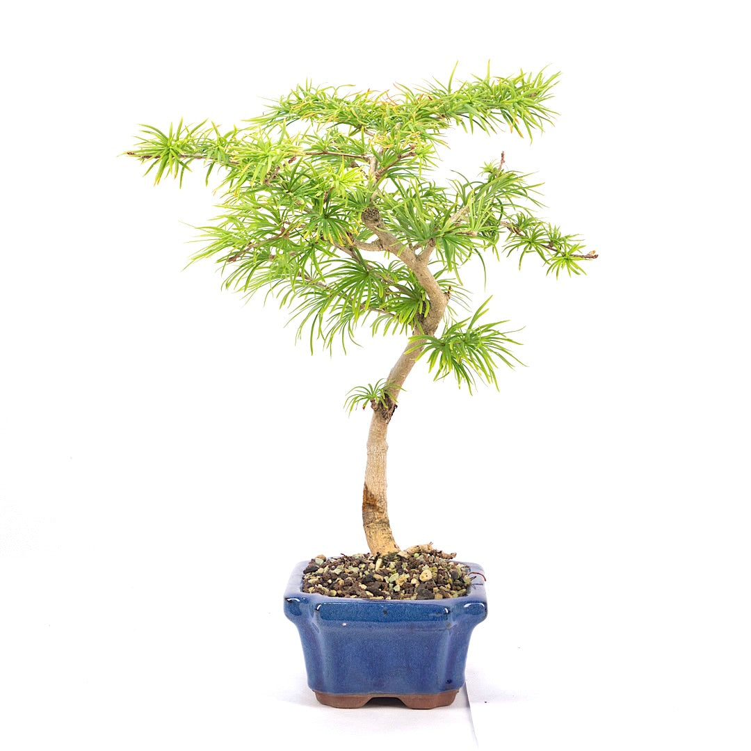 Goldlärche 'Pseudolarix amabilis'